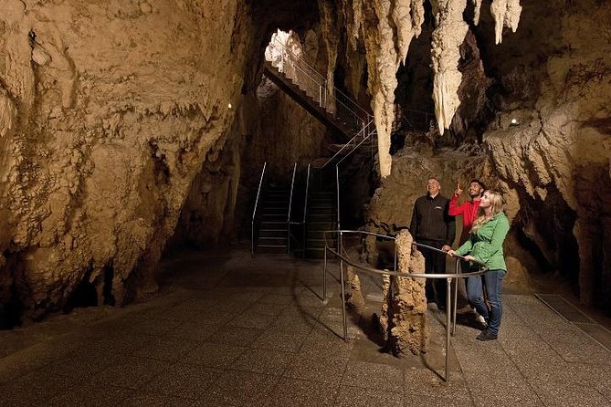 Best Tauranga Shore Excursion: Waitomo Caves And The Kiwi House ...